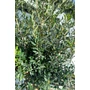 Imagine 4/5 - Olajfa - Olea europaea 45 cm cserépben