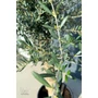 Imagine 5/5 - Olajfa - Olea europaea 45 cm cserépben
