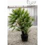 Kép 2/5 - eruópai törpepálma, Chamaerops humilis cserépben