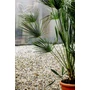 Imagine 2/6 - eruópai törpepálma levelei, Chamaerops humilis cserépben