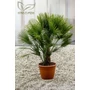 Imagine 1/6 - eruópai törpepálma, Chamaerops humilis