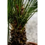 Imagine 3/6 - eruópai törpepálma törzse, Chamaerops humilis cserépben