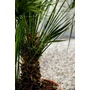 Imagine 4/6 - eruópai törpepálma törzse, Chamaerops humilis cserépben