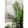 Kép 2/6 - kanári datolyapálma levele, phoenix canariensis cserépben