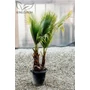 Kép 5/5 - mexikói legyezőpálma, washingtonia robusta cserépben