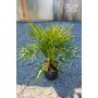 Kép 2/4 -  Lószőrpálma - Chamaerops humilis 28 cm cserépben
