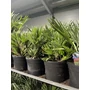 Imagine 2/2 - Chamaerops humilis 'Vulcano' - pálmafa 14 cm-es cserépben