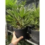 Imagine 1/2 - Chamaerops humilis 'Vulcano' - pálmafa 14 cm-es cserépben