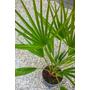 Kép 3/4 - Lószőrpálma - Chamaerops humilis eladó
