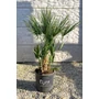 Imagine 1/6 - eruópai törpepálma, Chamaerops humilis  Lószőrpálma - Chamaerops humilis 28 cm cserépben