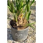Imagine 2/6 -  Lószőrpálma - Chamaerops humilis 28 cm cserépben