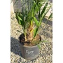 Imagine 3/6 -  Lószőrpálma - Chamaerops humilis 28 cm cserépben