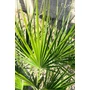 Imagine 4/6 -  Lószőrpálma - Chamaerops humilis 28 cm cserépben