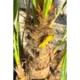 Imagine 5/6 -  Lószőrpálma - Chamaerops humilis 28 cm cserépben