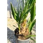 Imagine 6/6 -  Lószőrpálma - Chamaerops humilis 28 cm cserépben