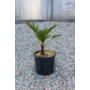 Imagine 1/3 - Japán kenderpálma - Trachycarpus wagnerianus cserépben 50-55 cm