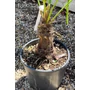 Imagine 2/6 - Japán kenderpálma - Trachycarpus wagnerianus eladó