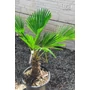 Imagine 3/6 - Japán kenderpálma - Trachycarpus wagnerianus eladó