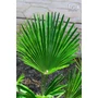 Imagine 4/6 - Japán kenderpálma - Trachycarpus wagnerianus eladó