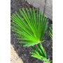 Imagine 5/6 - Japán kenderpálma - Trachycarpus wagnerianus eladó