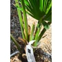 Imagine 6/6 - Japán kenderpálma - Trachycarpus wagnerianus eladó