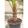 Kép 2/7 - Japán kenderpálma - Trachycarpus wagnerianus eladó