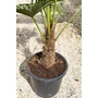Kép 3/7 - Japán kenderpálma - Trachycarpus wagnerianus eladó