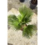 Kép 4/7 - Japán kenderpálma - Trachycarpus wagnerianus eladó