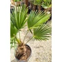 Kép 5/7 - Japán kenderpálma - Trachycarpus wagnerianus eladó