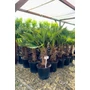 Kép 6/7 - Japán kenderpálma - Trachycarpus wagnerianus eladó