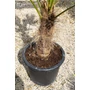 Kép 2/7 - Japán kenderpálma - Trachycarpus wagnerianus eladó