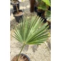 Kép 3/7 - Japán kenderpálma - Trachycarpus wagnerianus eladó
