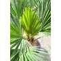 Kép 4/7 - Japán kenderpálma - Trachycarpus wagnerianus eladó
