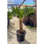 Kép 5/7 - Japán kenderpálma - Trachycarpus wagnerianus eladó
