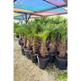 Kép 6/7 - Japán kenderpálma - Trachycarpus wagnerianus eladó
