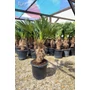 Kép 7/7 - Japán kenderpálma - Trachycarpus wagnerianus eladó