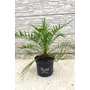 Obraz 1/5 - kanári datolyapálma, phoenix canariensis cserépben