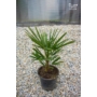 Kép 3/4 - Kínai kenderpálma - Trachycarpus fortunei eladó