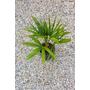 Kép 2/4 - Kínai kenderpálma - Trachycarpus fortunei eladó