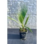 Kép 1/3 - Fonalaslevelű Washington-pálma - Washingtonia filifera
