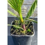 Kép 2/3 - Fonalaslevelű Washington-pálma - Washingtonia filifera
