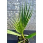 Kép 3/3 - Fonalaslevelű Washington-pálma - Washingtonia filifera