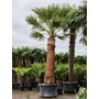 Obraz 4/4 - Fonalaslevelű Washington-pálma - Washingtonia filifera kifejlett példánya