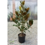 Kép 1/3 - Örökzöld magnólia - Liliomfa - Magnolia grandiflora 