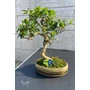Imagine 2/4 - Ficus "bonsai"