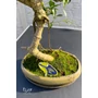 Imagine 3/4 - Ficus "bonsai"