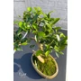 Imagine 4/4 - Ficus "bonsai"