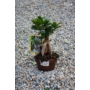Kép 1/3 - Ficus ginseng &quot;bonsai&quot;