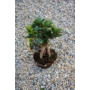 Kép 2/3 - Ficus ginseng &quot;bonsai&quot;