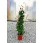 Kép 1/3 - Sokvirágú jázmin - Jasminum polyanthum